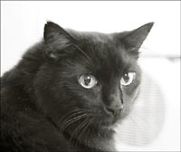 Panther imitation