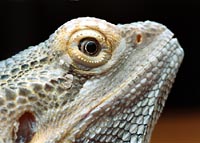 Bearded dragon in the prime of life