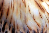 Feather detail