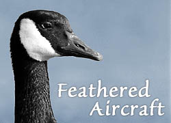 Canadian Goose