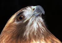 Red Tailed Hawk