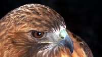 3/4
view of the hawk