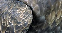 Wing