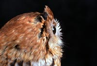 Distinguished Profile