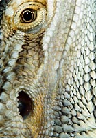 Close-up of lizard-face