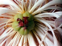 White flower
with green fruit