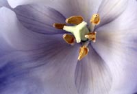 Blue Flower