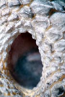 Ear