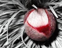 red and juicy