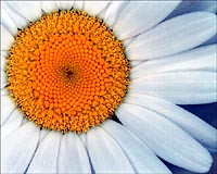 vivid orange