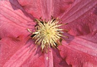 Radial symmetry