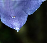after the rain