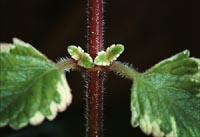 Axial symmetry