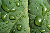 leathery leaf