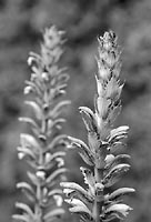 plants by the lake