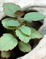 alpine plant