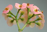 Bunch of tiny flowers