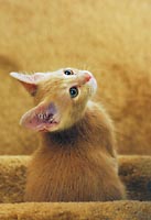 Little kitten looks up