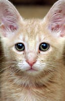 Portrait of kitten Eastland