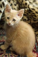 A sad-looking cat