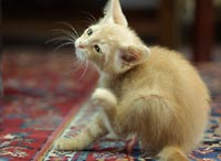 Scratch, scratch