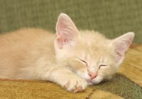 Little furball asleep