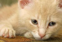 Drowsy kitty