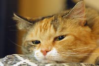 Tired cat