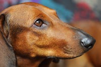 Weiner dog