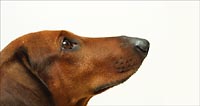 Dachshund