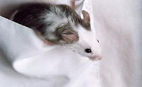 mouse, shirt pocket model