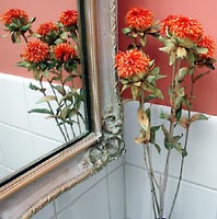 Orange red flower