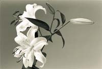 Lily