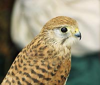 Bird of prey