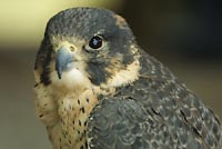 falcon