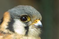 kestrel