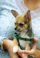 Dog in hand