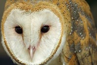 Owl face