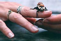 Beetle with jewelry