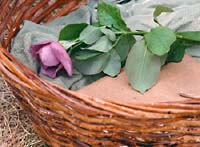roses