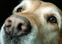 Late Aleks, a truly good dog