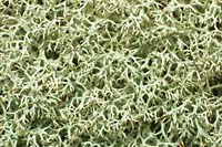 Lichen