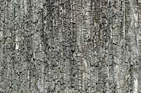 Weathered wood