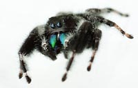Beautiful jumping spider