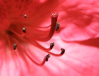 Azalia