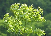 Backlit green
