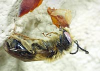 Pickled wasp