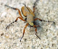 Beetle