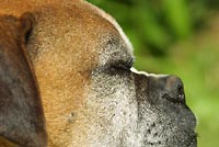 Dogface in profile