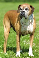 Boxer named Boo